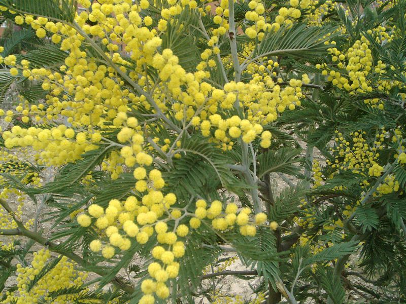 Acacias