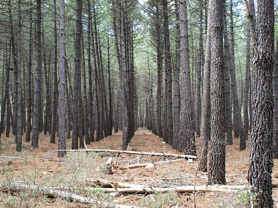 Piñeiros