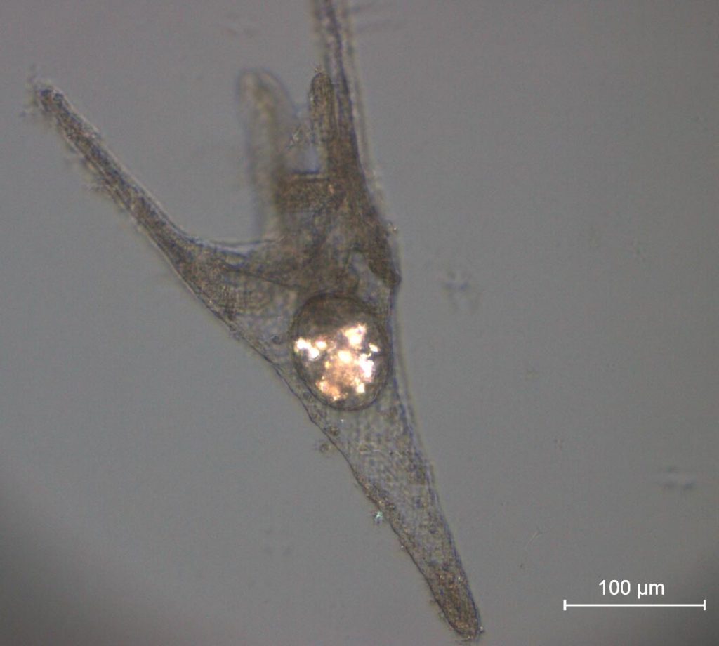 Larva con microplásticos