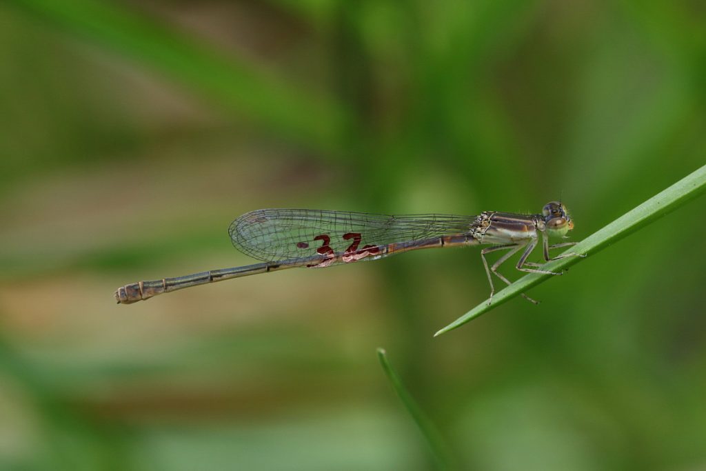Ischnura hastata