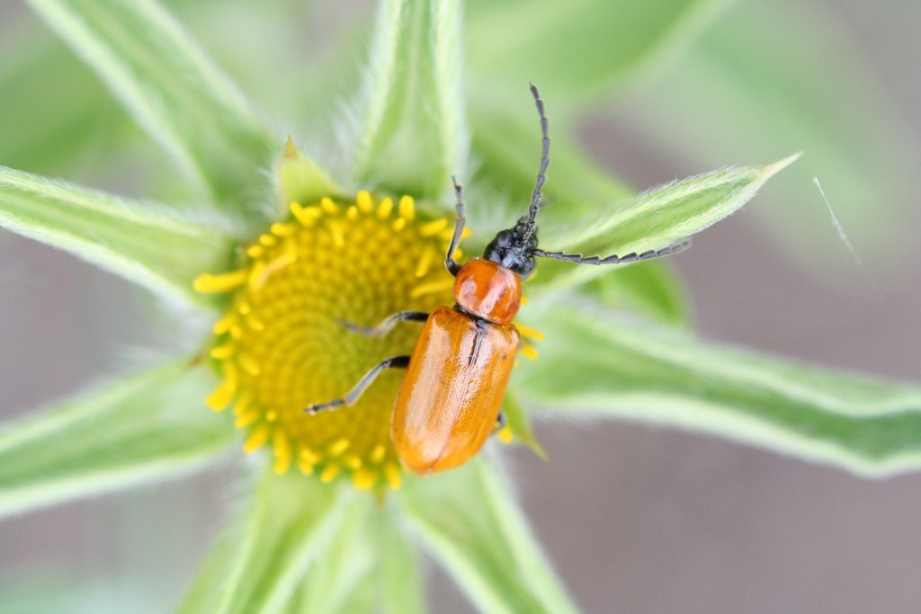Biodiversidade