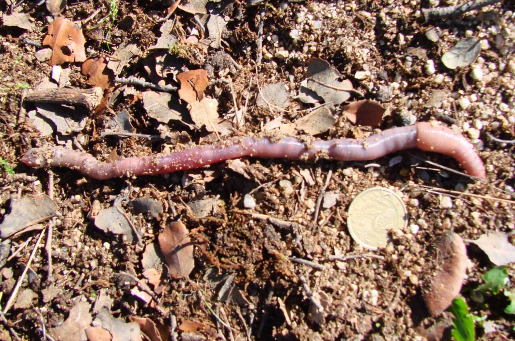 Miñoca de terra