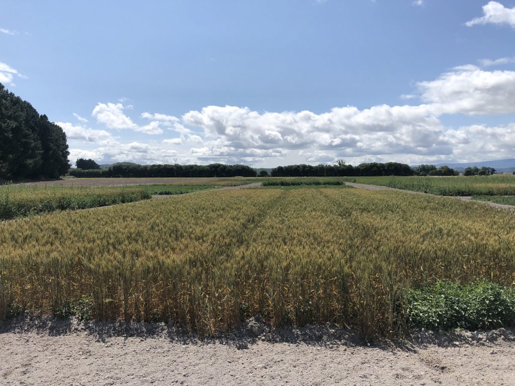 Proxecto europeo SoildiverAgro