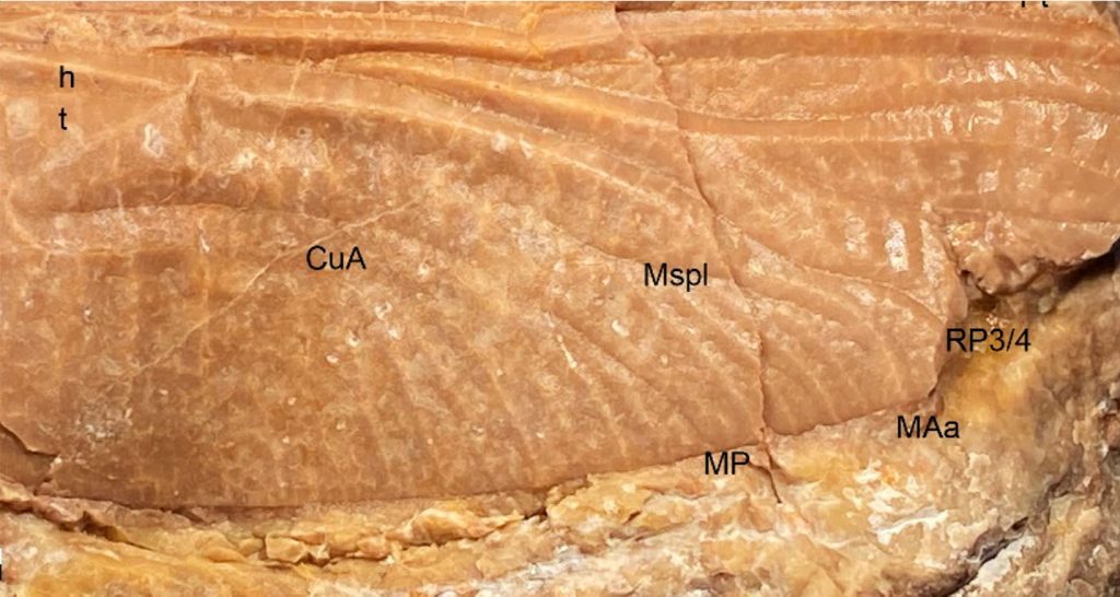 Libélula Cymatophlebia